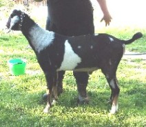 Dusty at 1 year old left side