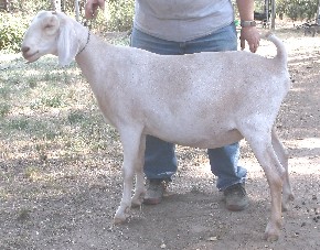 Echo's left side as a yearling