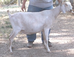 Echo as a dry yearling right side