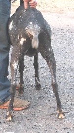 Here rear shot as a yearling
