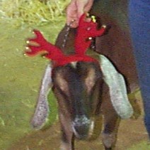 Kahlua reindeer face