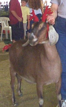 Kahlua W antlers