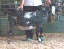 Lacey at fair as a 2 year old