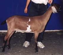 Penny dry yearling